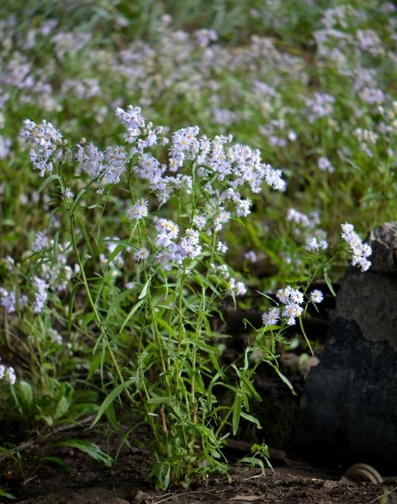 Изображение особи Symphyotrichum &times; salignum.