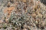 Euphorbia stenoclada. Молодое вегетирующее растение. Израиль, Шарон, г. Тель-Авив, ботанический сад \"Сад кактусов\". 29.08.2019.