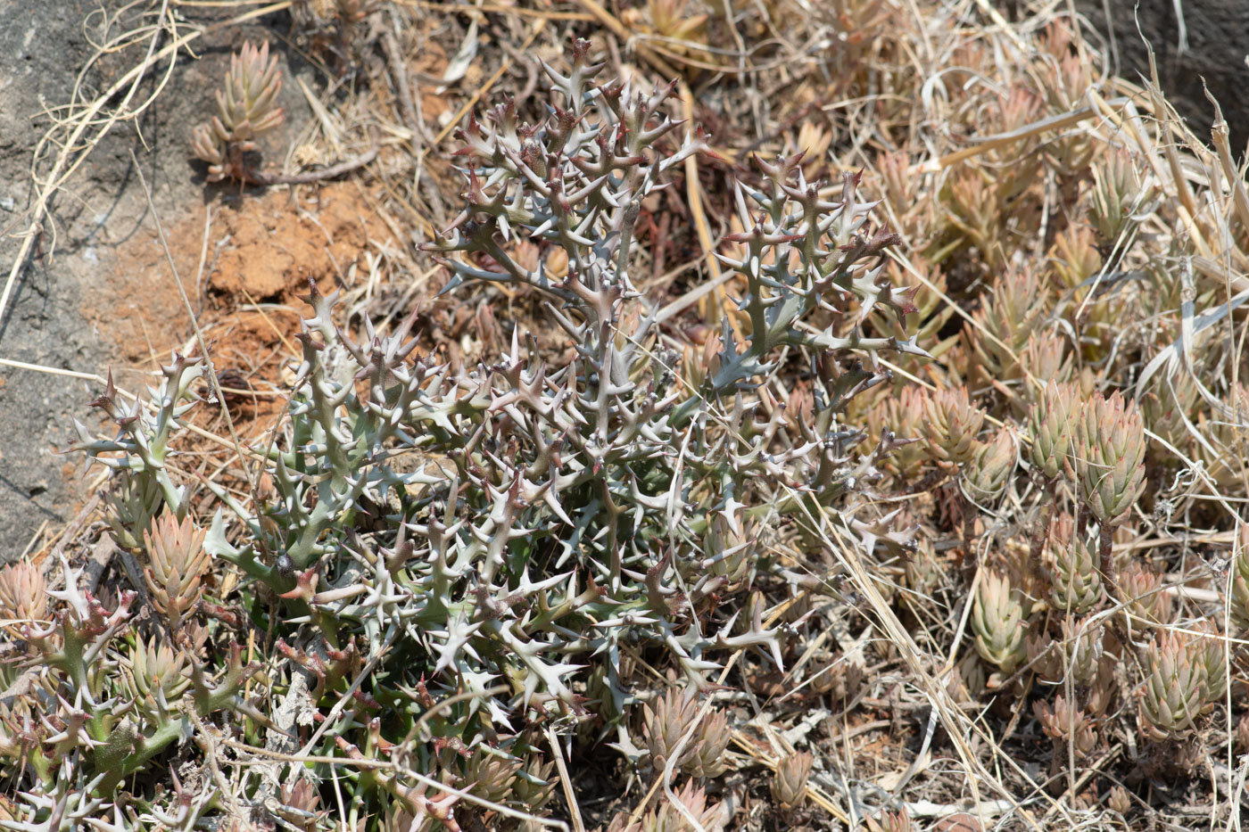 Изображение особи Euphorbia stenoclada.