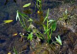 Sagittaria sagittifolia. Цветущее растение. Челябинская обл., Верхнеуфалейский гор. округ, подножие горы Аракуль, оз. Аракуль, в воде у берега. 02.08.2019.