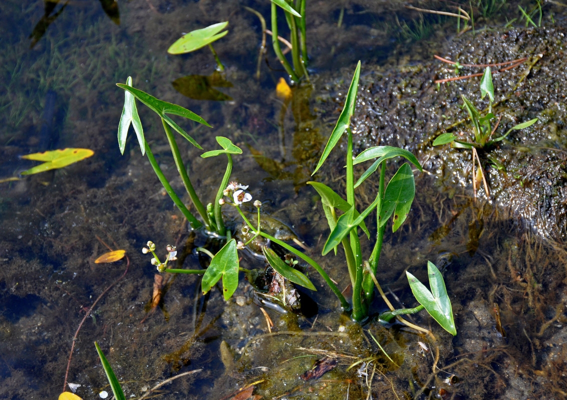 Image of Sagittaria sagittifolia specimen.