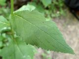 Campanula latifolia. Лист в средней части побега. Московская обл., Талдомский р-н, смешанный лес, возле лесной дороги. 25.06.2019.