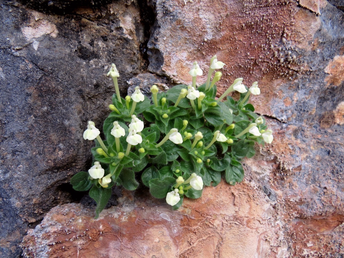 Image of Scutellaria immaculata specimen.