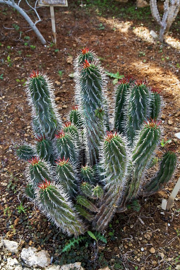 Изображение особи Euphorbia horrida.