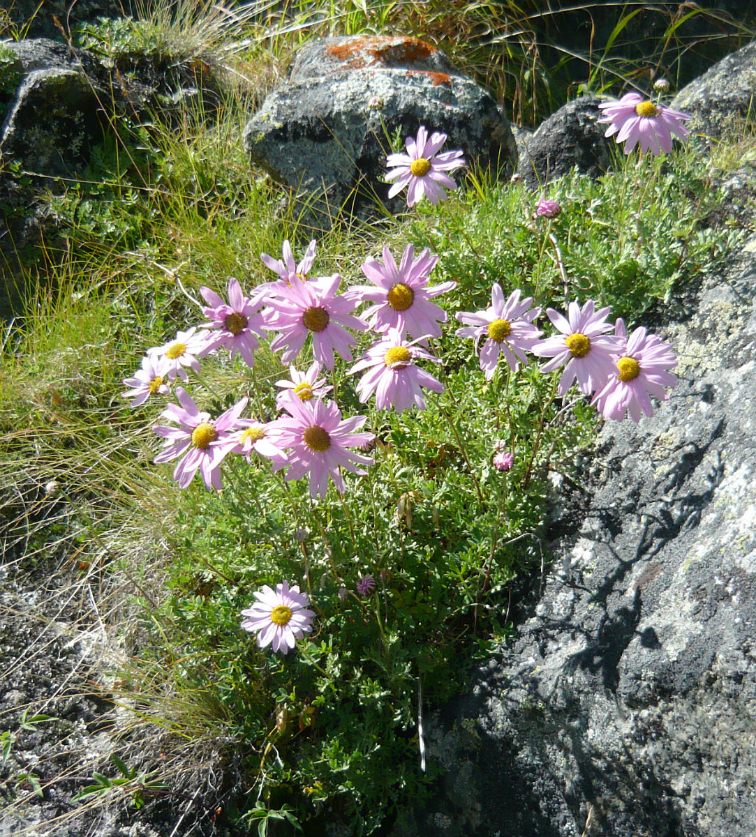 Изображение особи Chrysanthemum sinuatum.