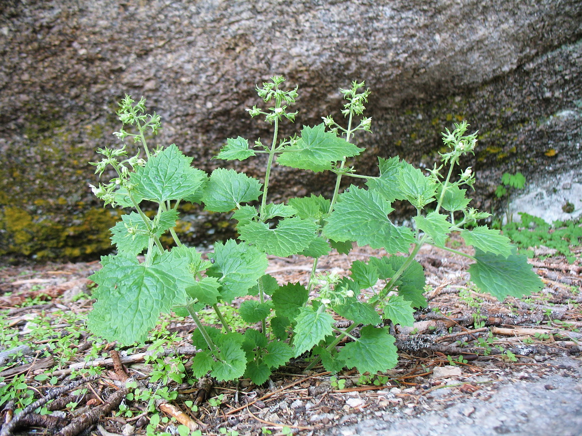 Изображение особи Scrophularia altaica.