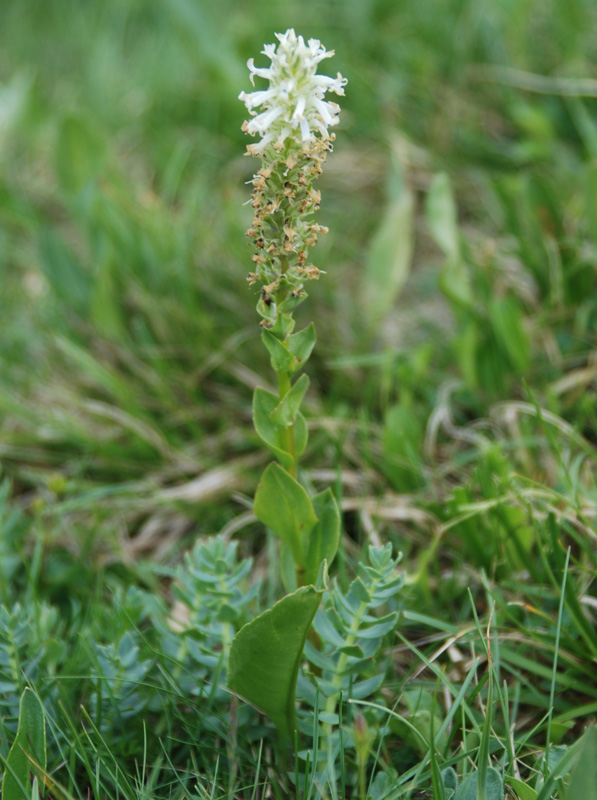 Image of Lagotis integrifolia specimen.