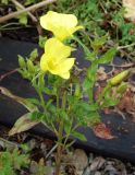 Oenothera biennis