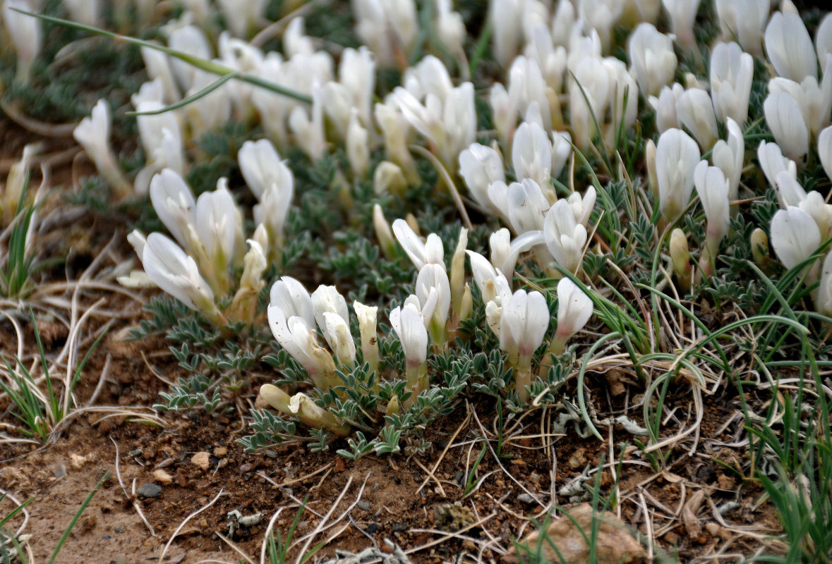Image of Astragalus brevifolius specimen.