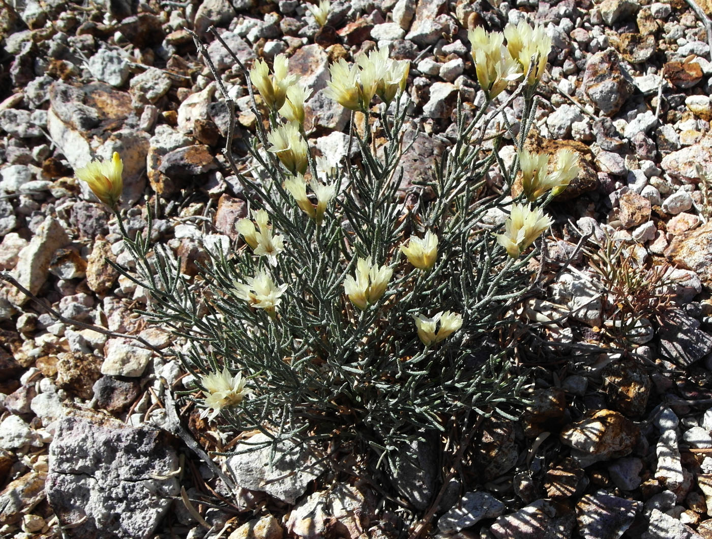 Изображение особи Limonium chrysocomum.