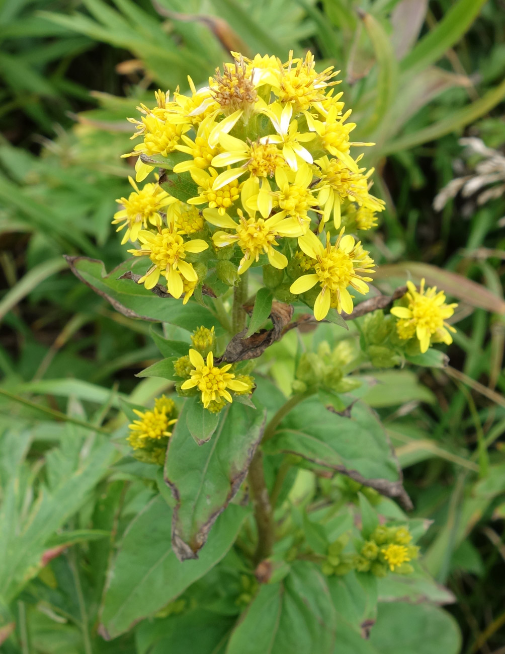 Image of Solidago virgaurea ssp. dahurica specimen.