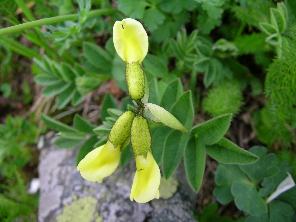 Изображение особи Astragalus saralensis.