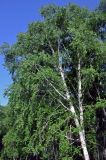 Betula pendula. Часть ствола и крона взрослого дерева. Алтай, Онгудайский р-н, устье р. Большой Яломан, берег реки. 11.06.2019.