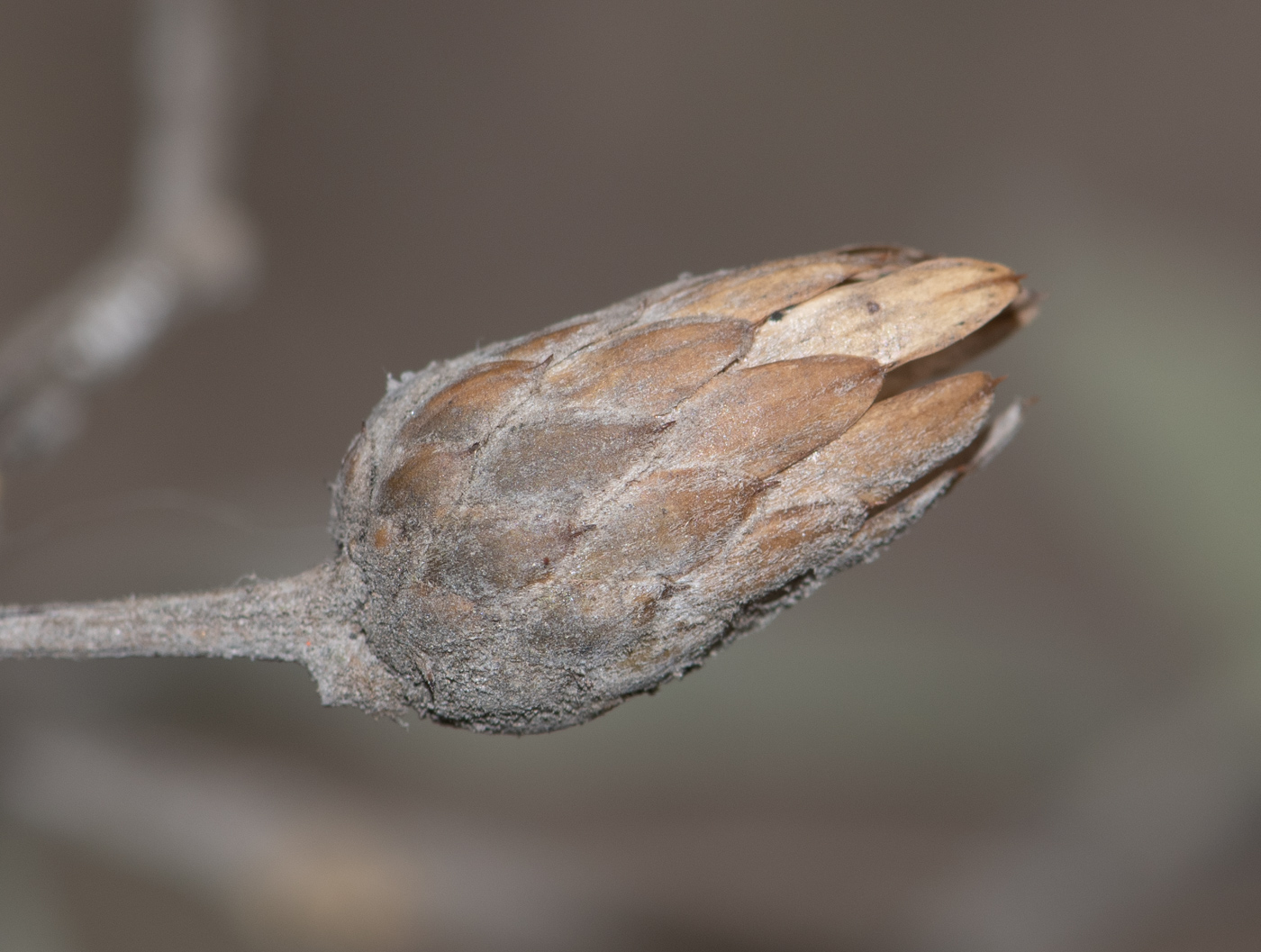 Image of Barnadesia dombeyana specimen.