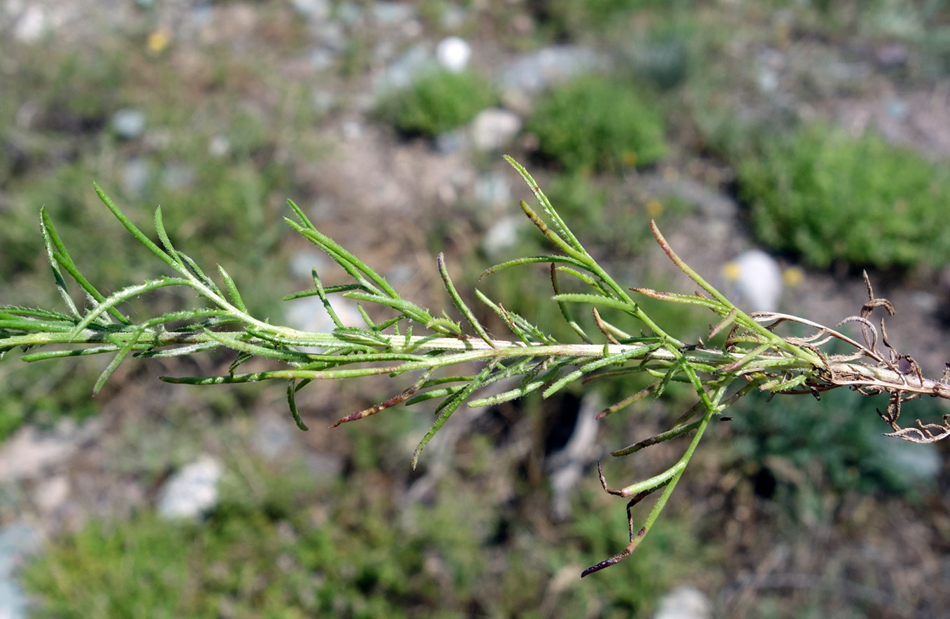 Image of Crupina vulgaris specimen.