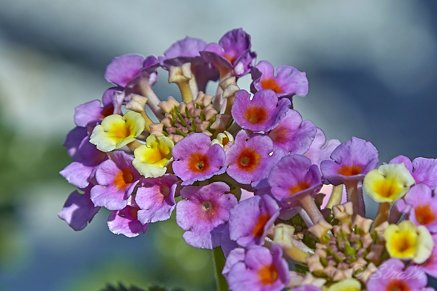 Изображение особи Lantana camara.