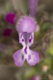 Lamium amplexicaule
