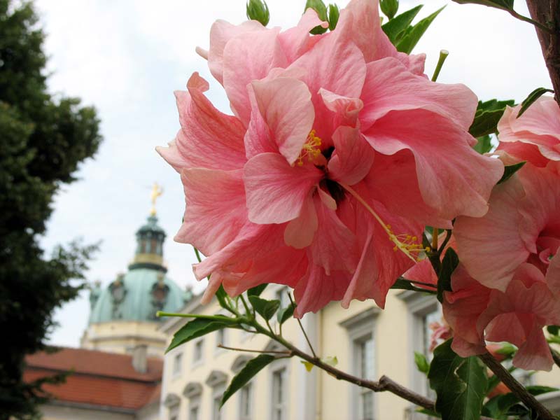 Изображение особи Hibiscus rosa-sinensis.