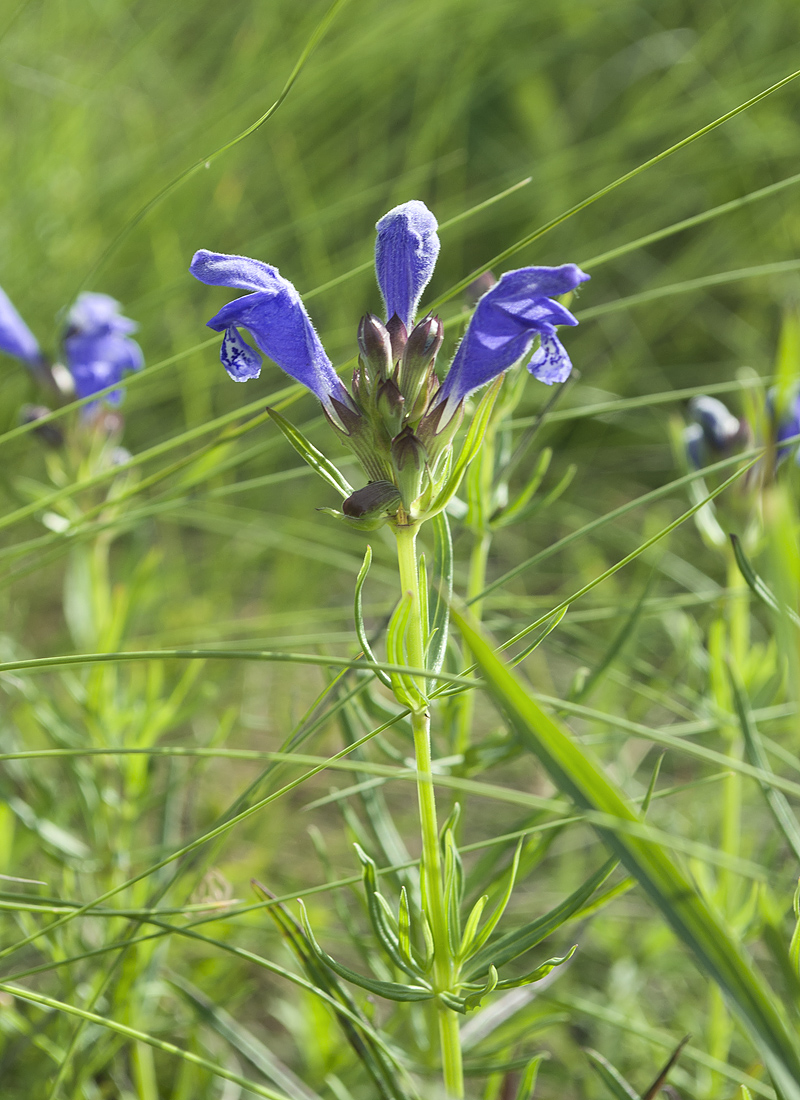 Изображение особи Dracocephalum ruyschiana.