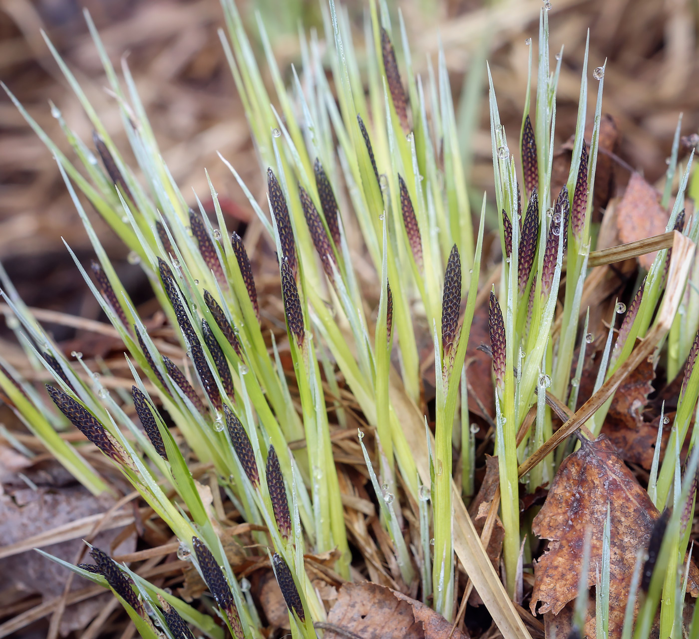 Изображение особи Carex cespitosa.