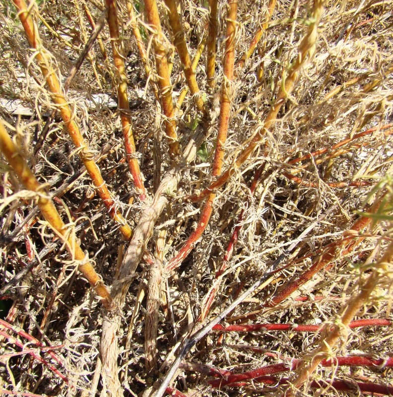 Image of Bassia prostrata specimen.