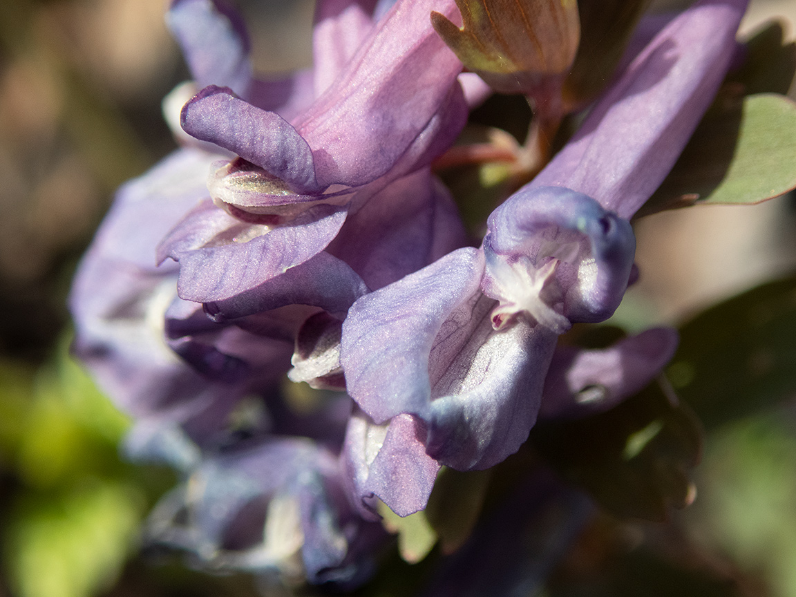 Image of Corydalis solida specimen.