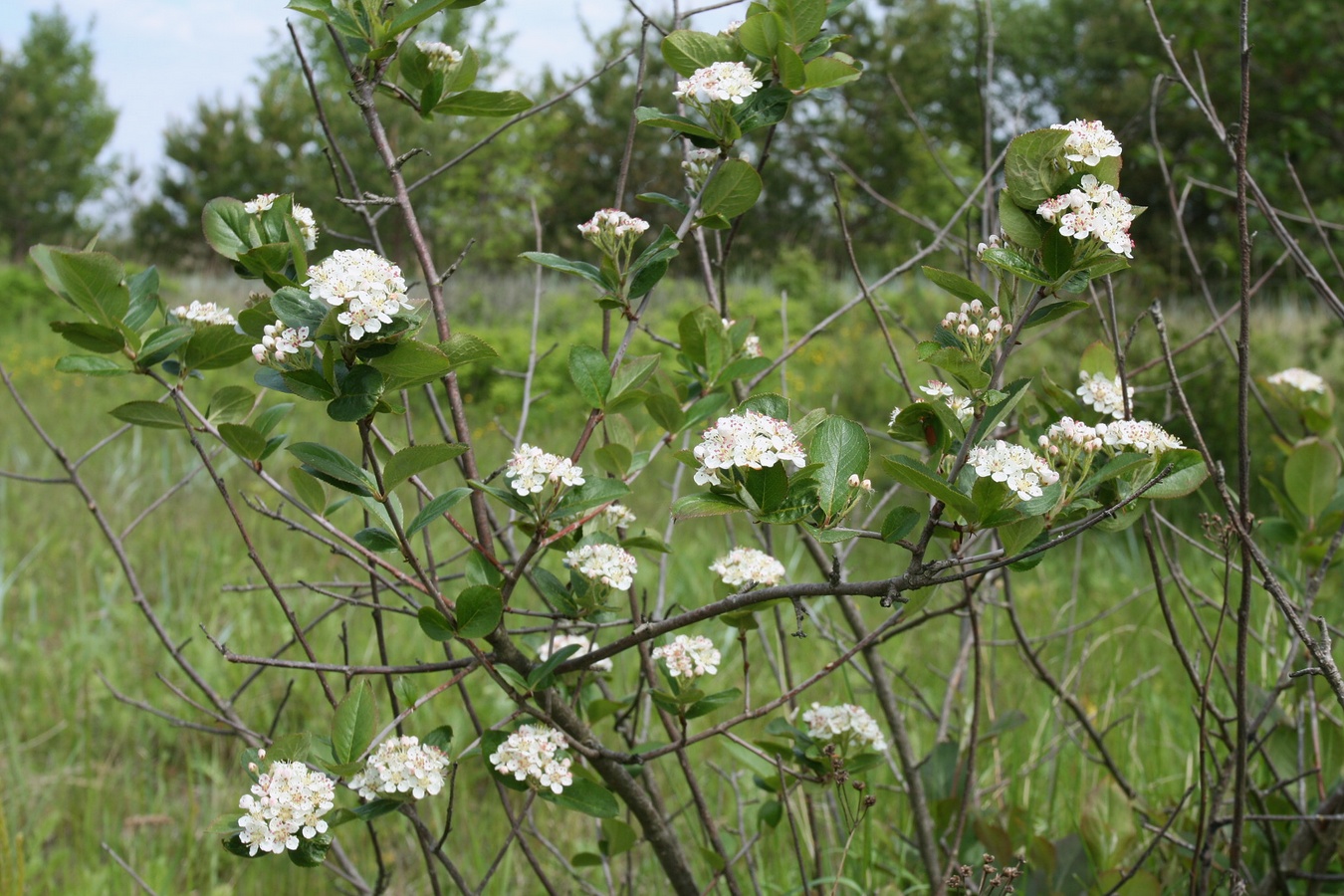 Изображение особи × Sorbaronia mitschurinii.