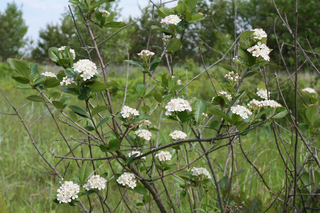 Изображение особи &times; Sorbaronia mitschurinii.