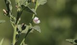 Althaea officinalis