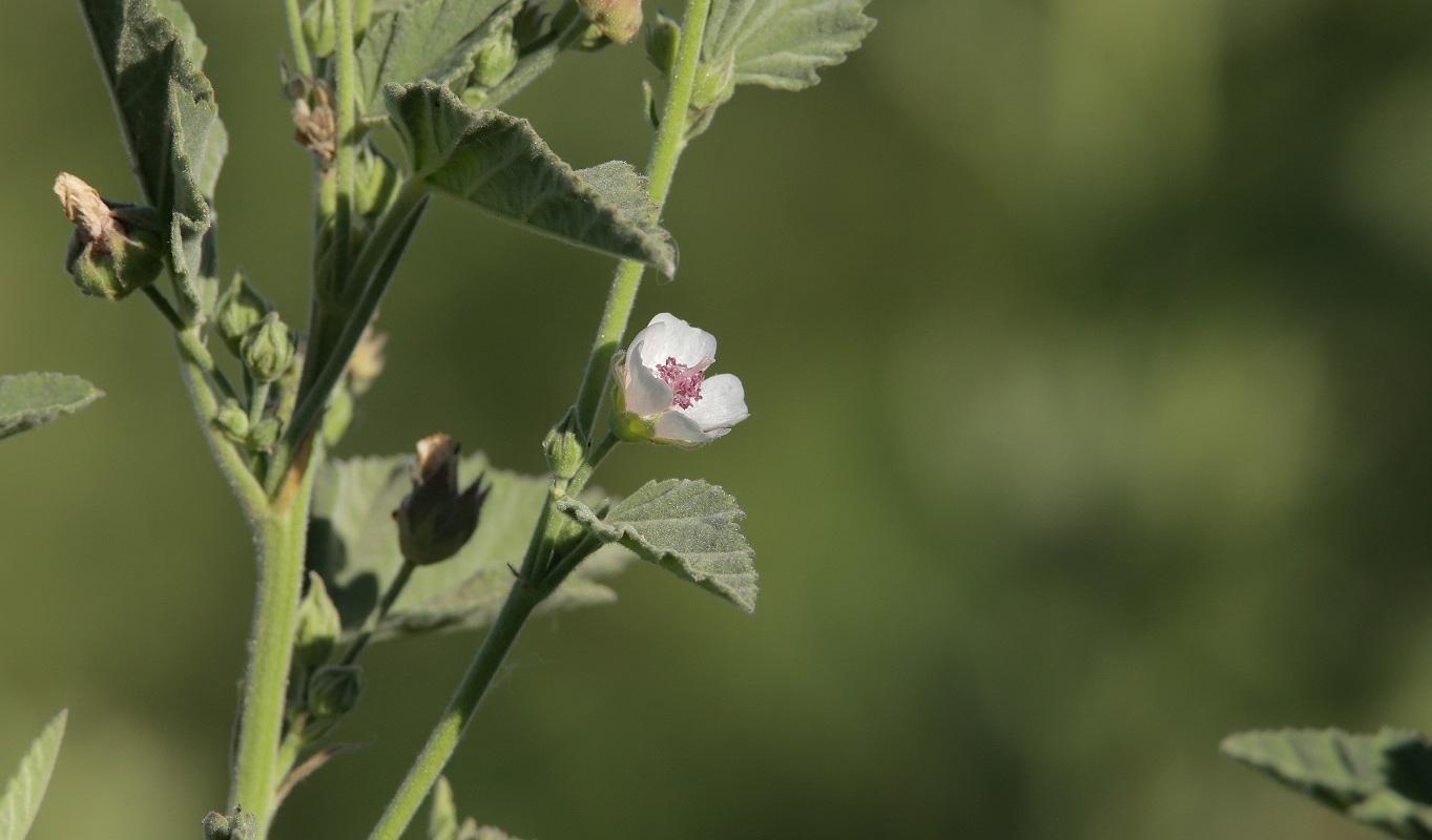 Image of Althaea officinalis specimen.