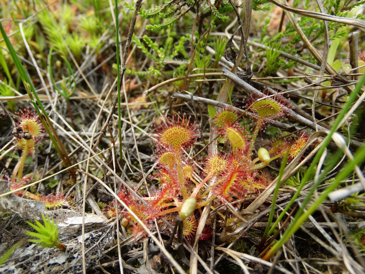 Image of Drosera rotundifolia specimen.