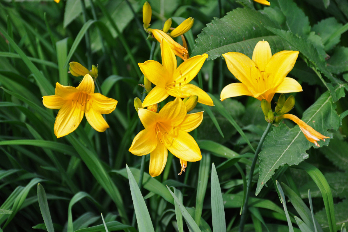 Image of Hemerocallis &times; hybrida specimen.