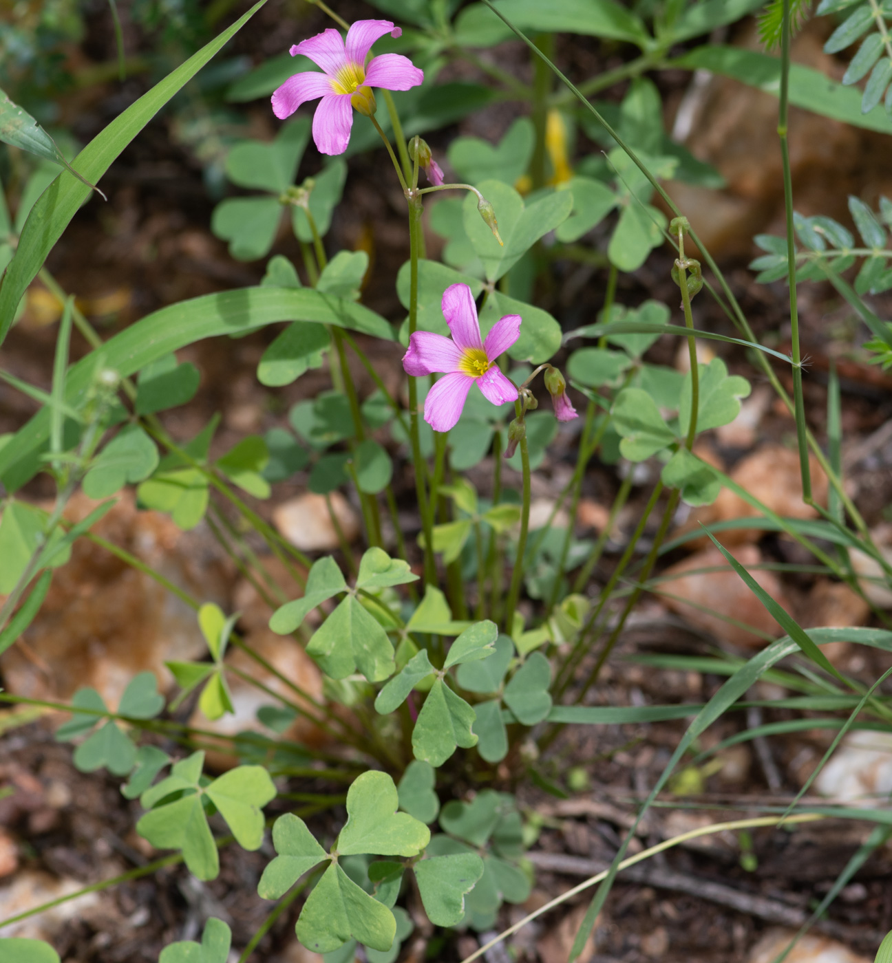 Image of Oxalis purpurascens specimen.