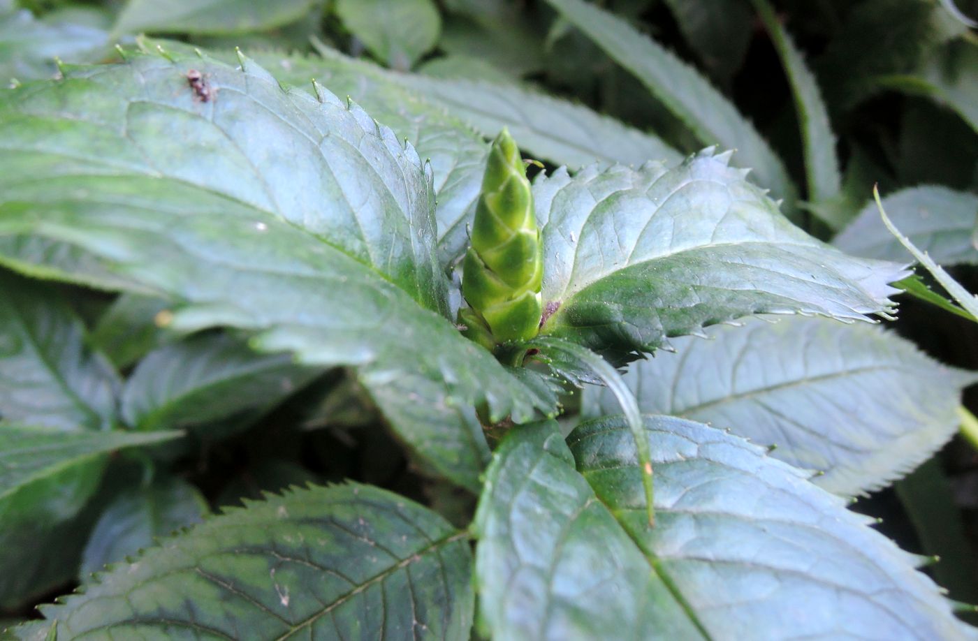 Image of Chelone lyonii specimen.