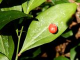 Ruscus colchicus. Нижняя сторона филлокладия с плодом. Краснодарский край, городской округ Сочи, мкр-н Хоста, восточный склон горы Ахун, реликтовая тисо-самшитовая роща. Июль 2020 г.