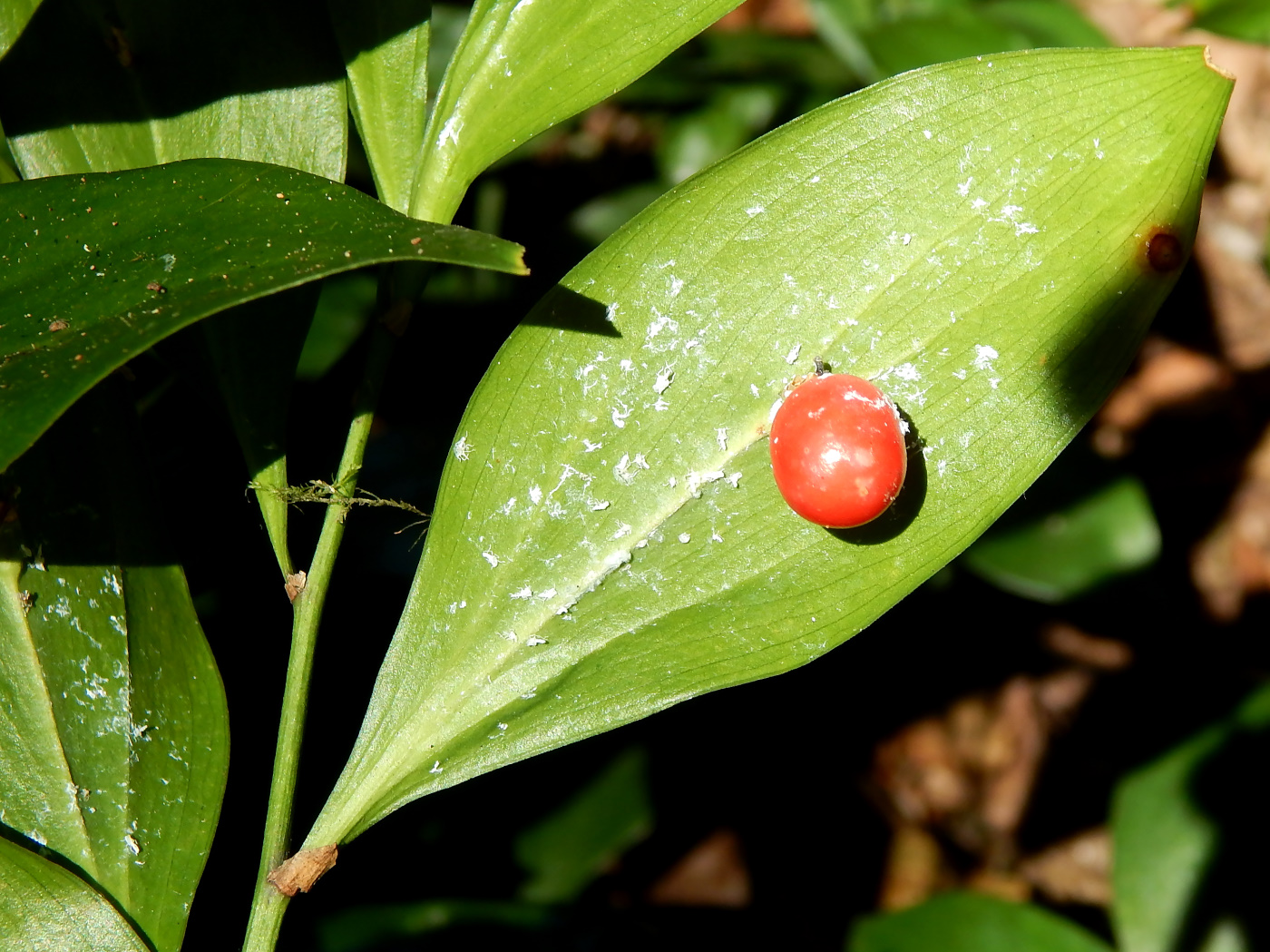 Image of Ruscus colchicus specimen.