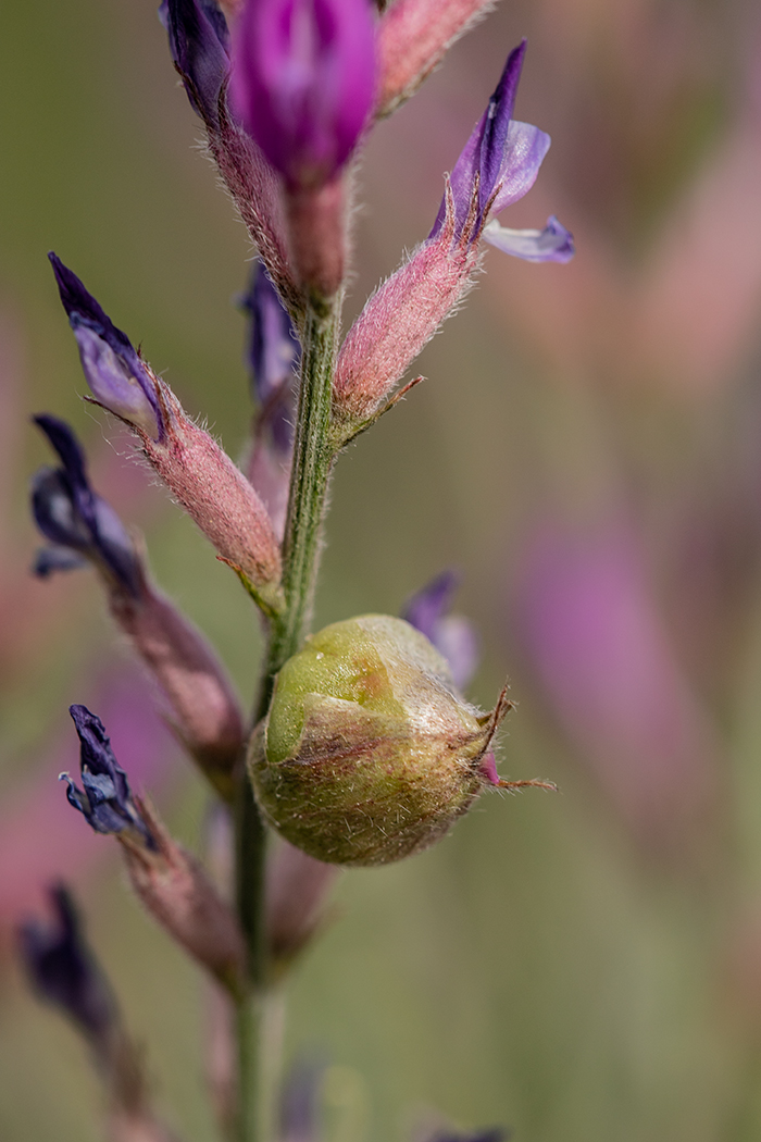 Image of Astragalus varius specimen.