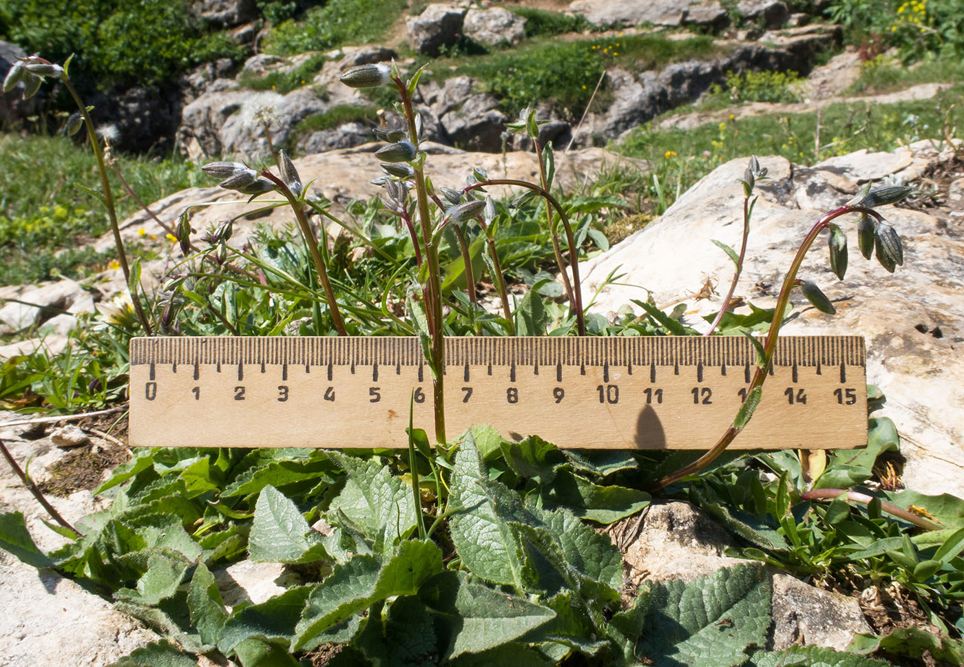 Image of Campanula albovii specimen.