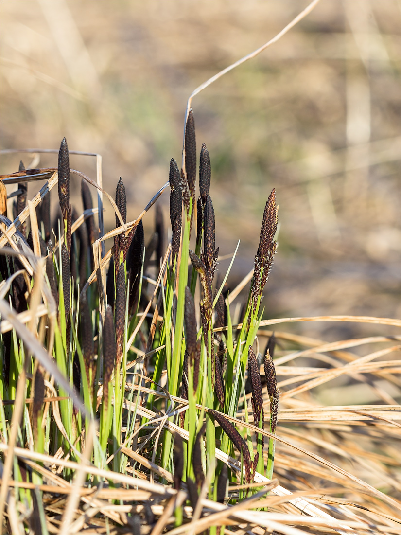 Изображение особи Carex cespitosa.