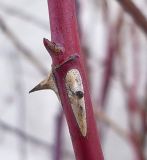 Rosa glabrifolia. Часть побега с шипами и спящей почкой. Чувашия, окр. г. Шумерля, обочина дороги к хлебозаводу. 15 января 2009 г.