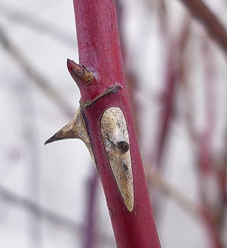 Image of Rosa glabrifolia specimen.