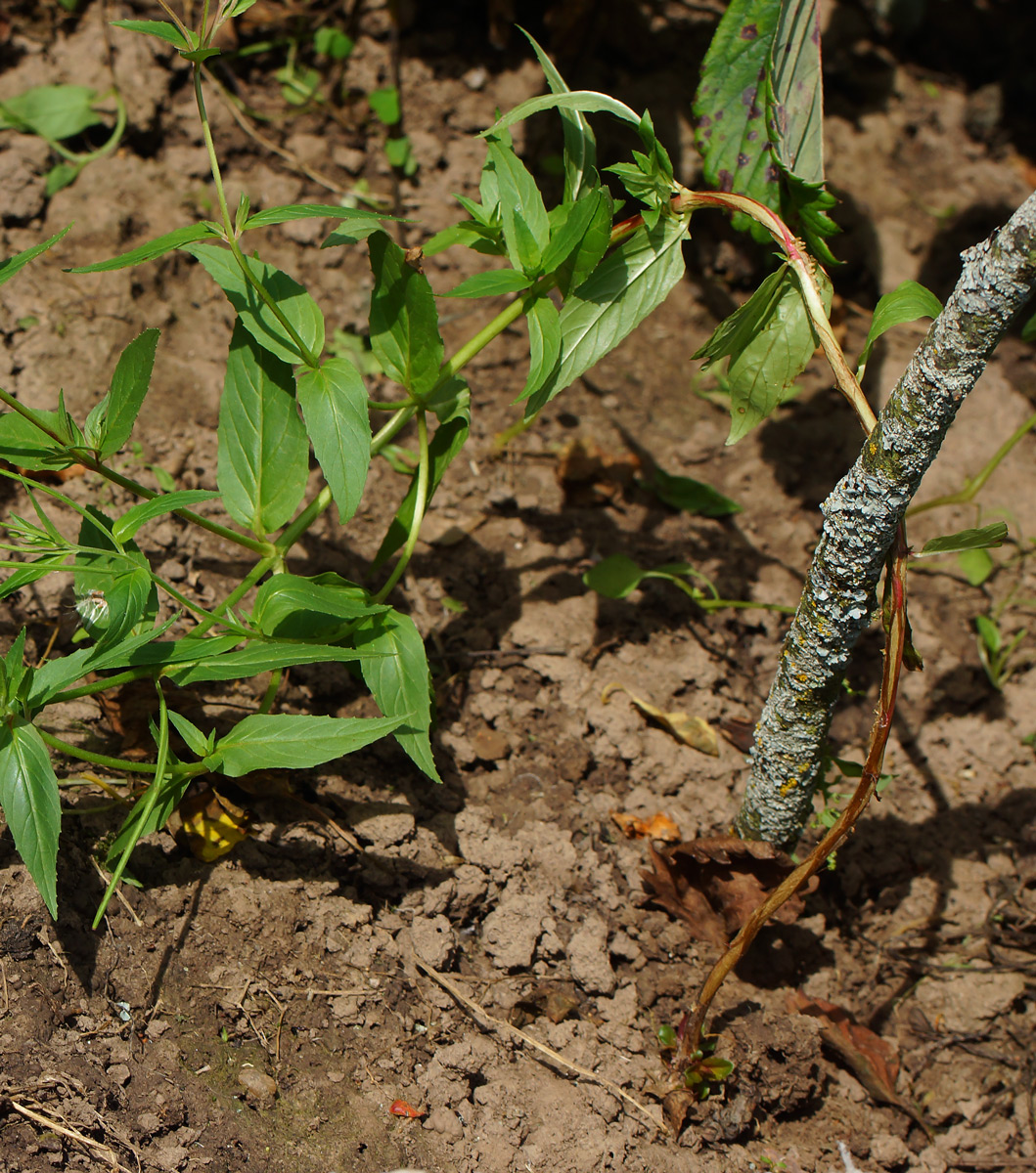 Изображение особи Epilobium adenocaulon.