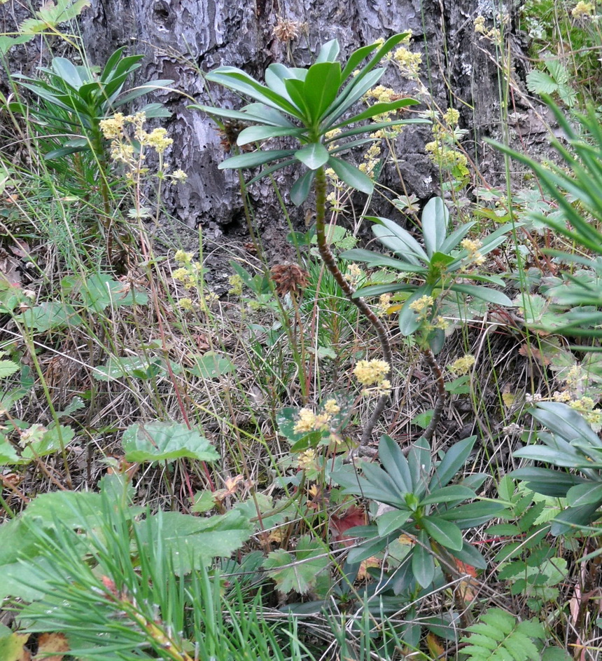 Image of Daphne glomerata specimen.