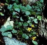 Waldsteinia tanzybeica