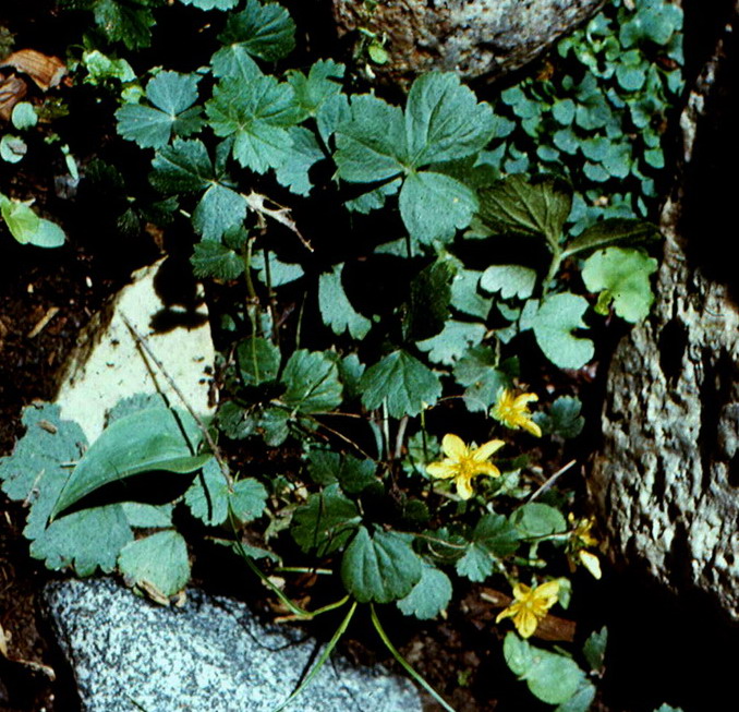 Изображение особи Waldsteinia tanzybeica.