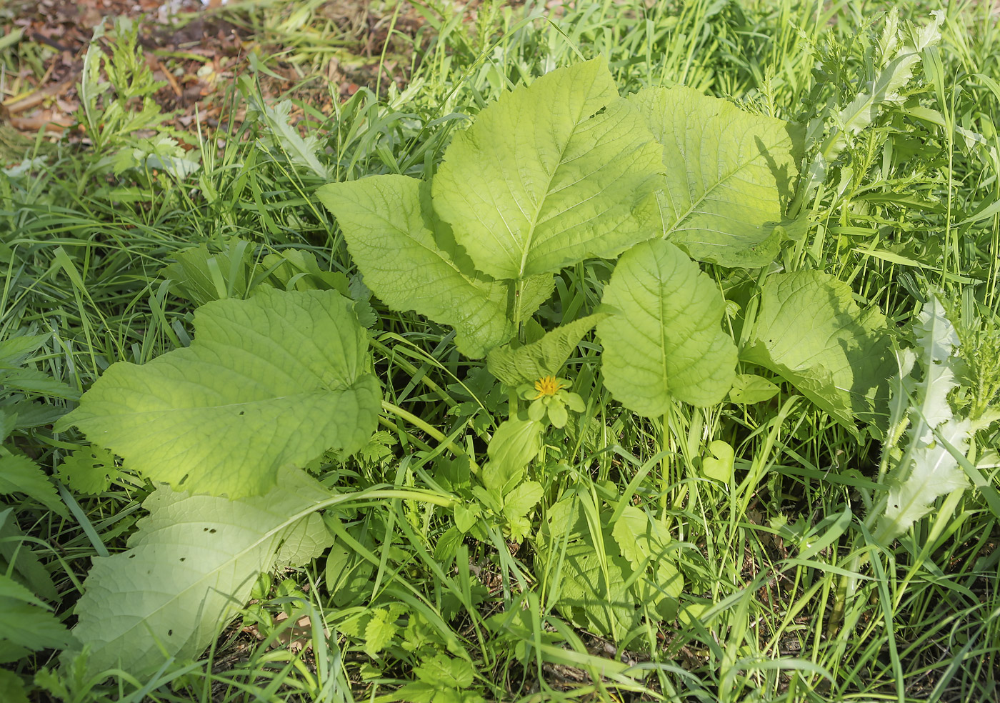 Изображение особи Telekia speciosa.