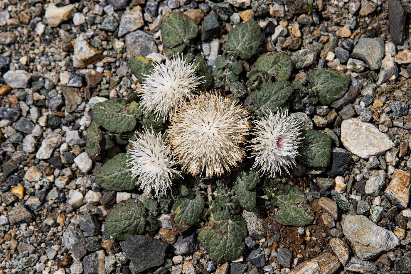 Image of Jurinella moschus specimen.