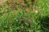 Achillea millefolium