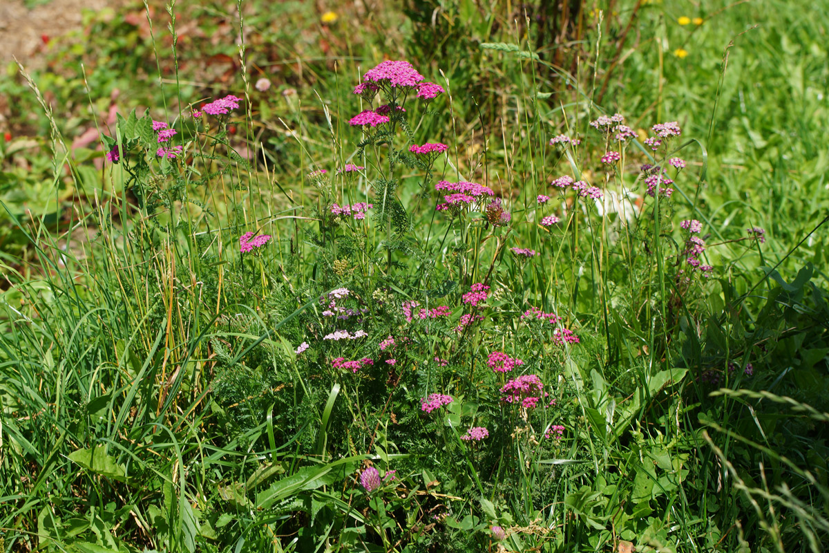 Image of Achillea millefolium specimen.