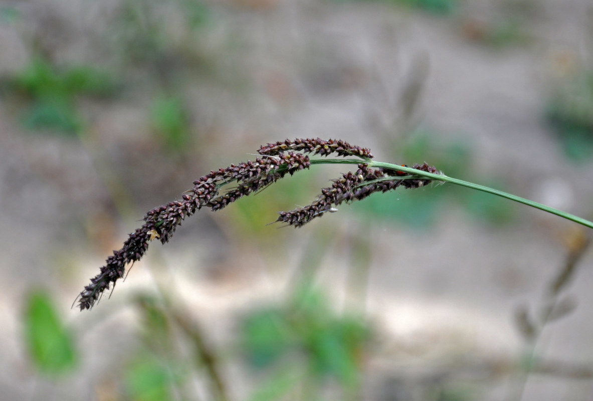 Изображение особи Echinochloa crus-galli.